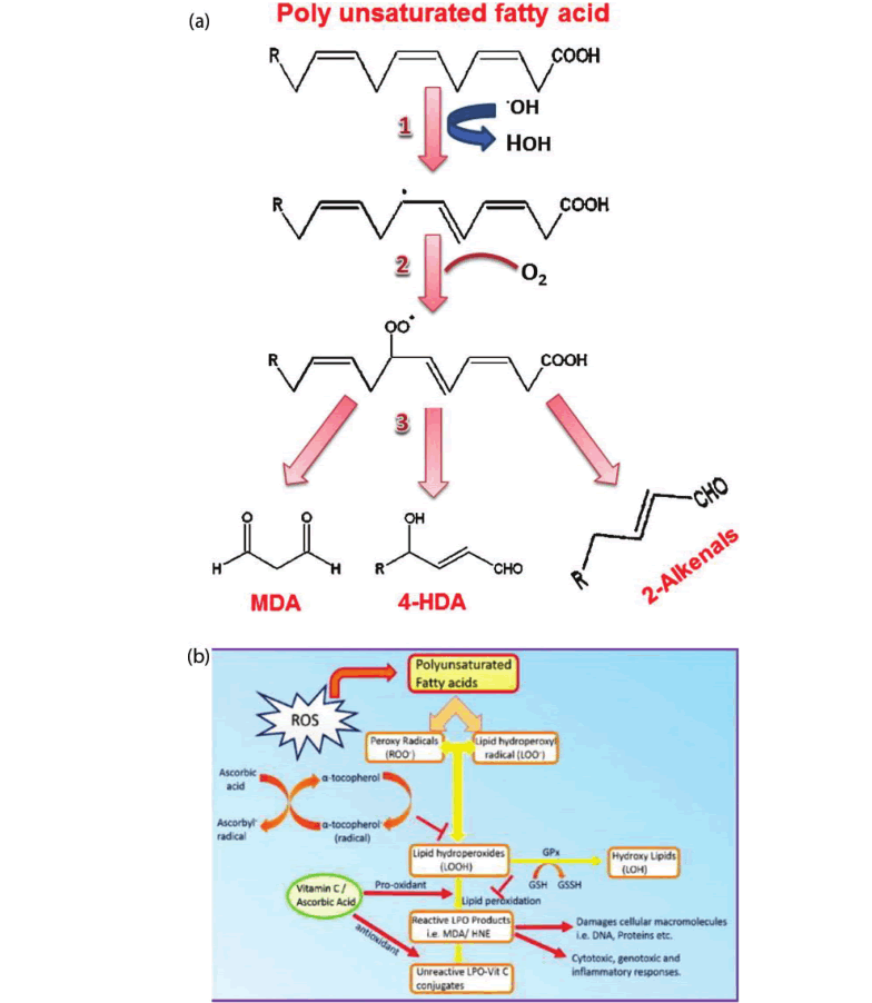 glutathione peroxidase and ascorbic acid L-Ascorbic recycling through DHAR MDAR. Following Asc food sources of glutathione peroxidase